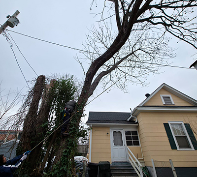 Tree Trimming