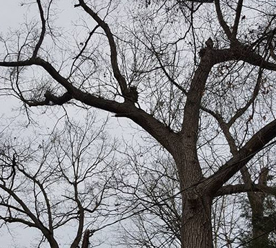 Tree Removal